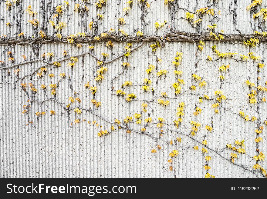 Yellow Vines on Gray Concrete Wall