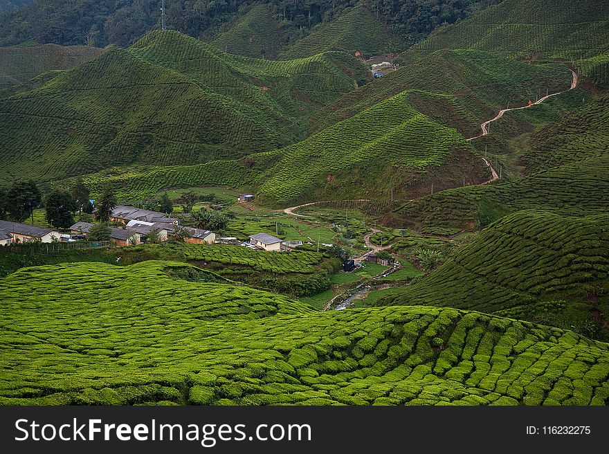 Town Surrounded by Trees and Mountains