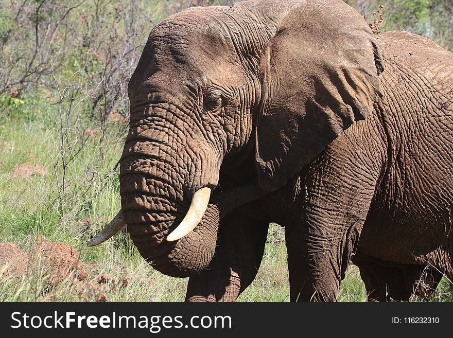 Photography of Brown Elephant