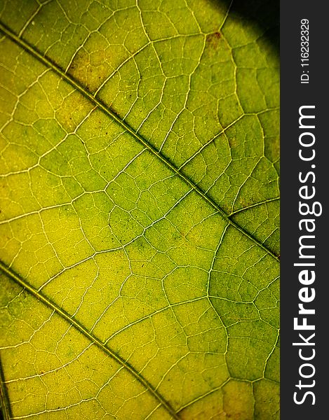 Close Up Photography Of Leaf