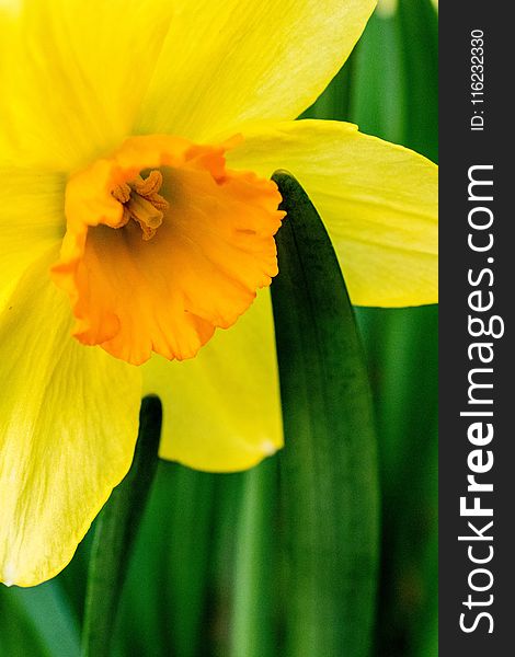 Selective Focus Photography of Yellow Daffodil Flower