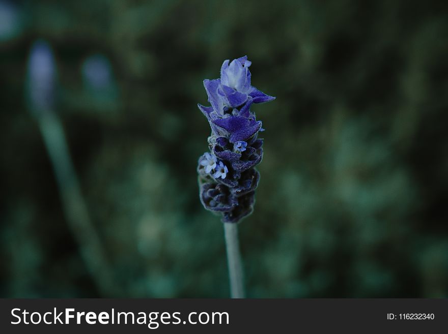 Selective Focus Photography of Purple Clustered Flower