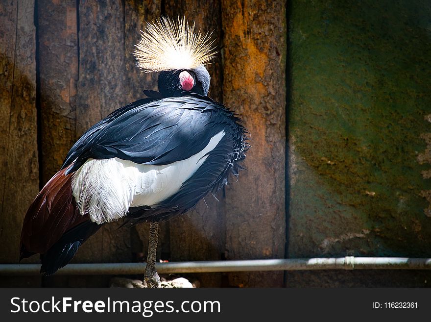 Black and White Fan Head Bird