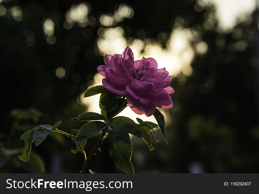 Pink Rose At Daytime