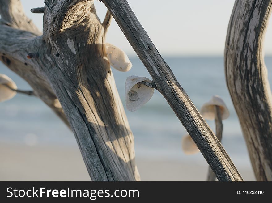Tree Branch With Shells