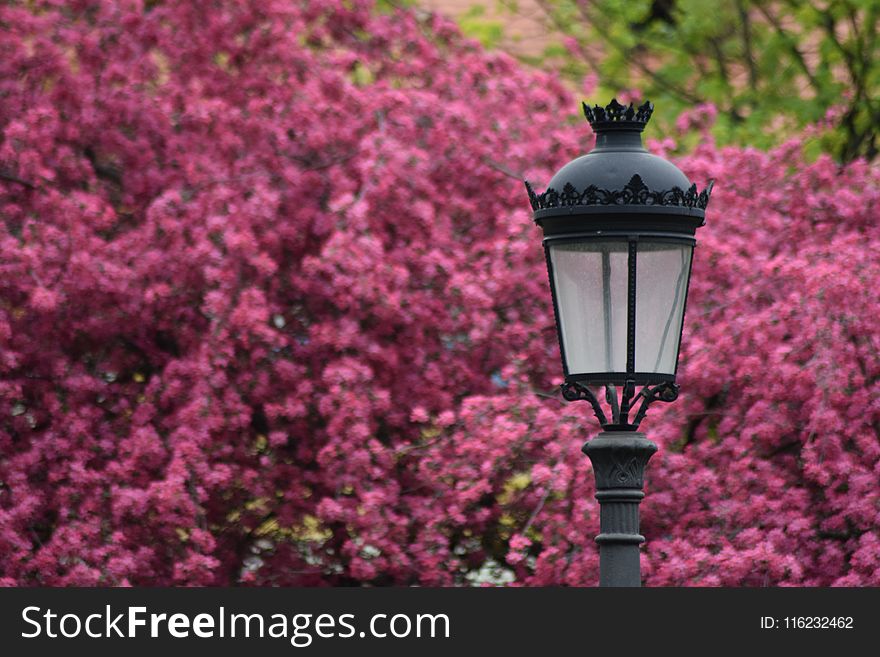 Selective Focus Photography of Black Lamp Post