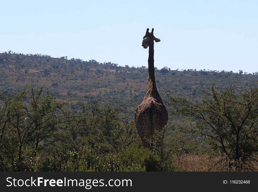 Giraffe Walking on Green Grass