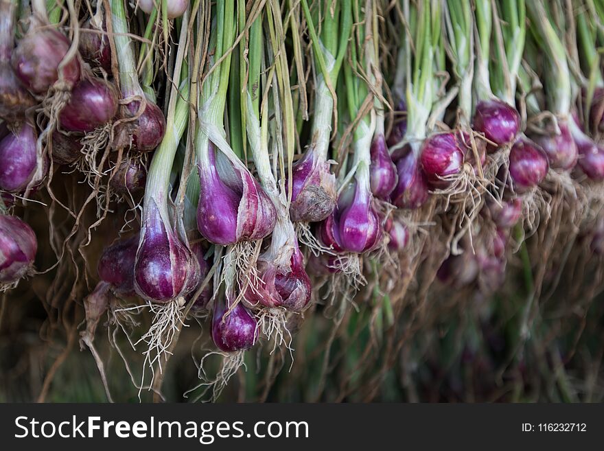 Shallots red onion Allium ascalonicum at vegetable garden farm