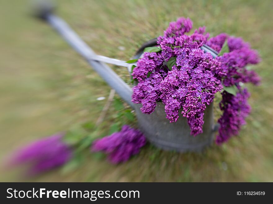 Violet lilac decoration in a water can taken with lensbaby and therefore blurred