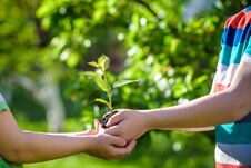 People Holding Young Plant In Hands Against Green Spring Background. Earth Day Ecology Holiday Concept Royalty Free Stock Photo People Holding Young Plant In Hands Against Green Spring Background. Earth Day Ecology Holiday Concept Royalty Free Stock Photo