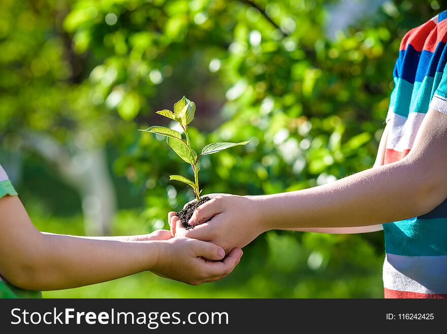 People holding young plant in hands against green spring background. Earth day ecology holiday concept.