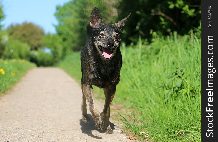 Small mixed dog is running on a small way in beautiful spring nature. Small mixed dog is running on a small way in beautiful spring nature
