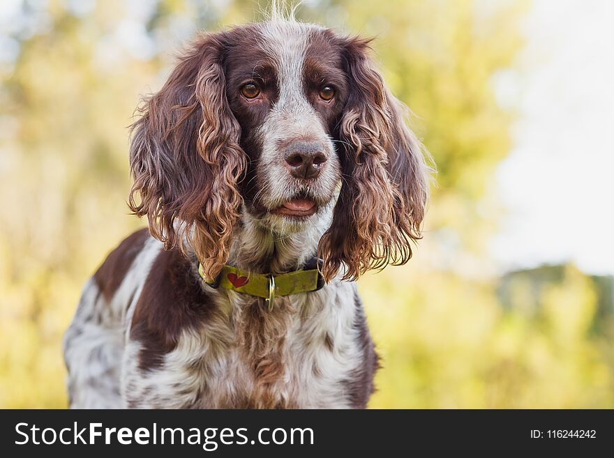 Brown Spotted Russian Spaniel In The Forest