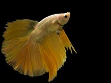 Siamese Fighting Fish Royalty Free Stock Photos Siamese Fighting Fish Royalty Free Stock Photos