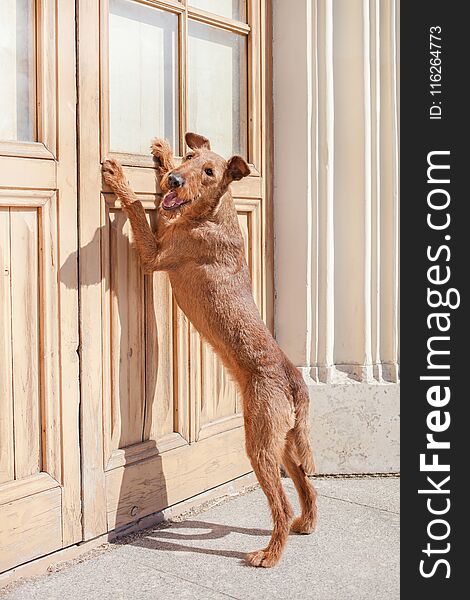 Irish Terrier is standing on hind legs at the door.