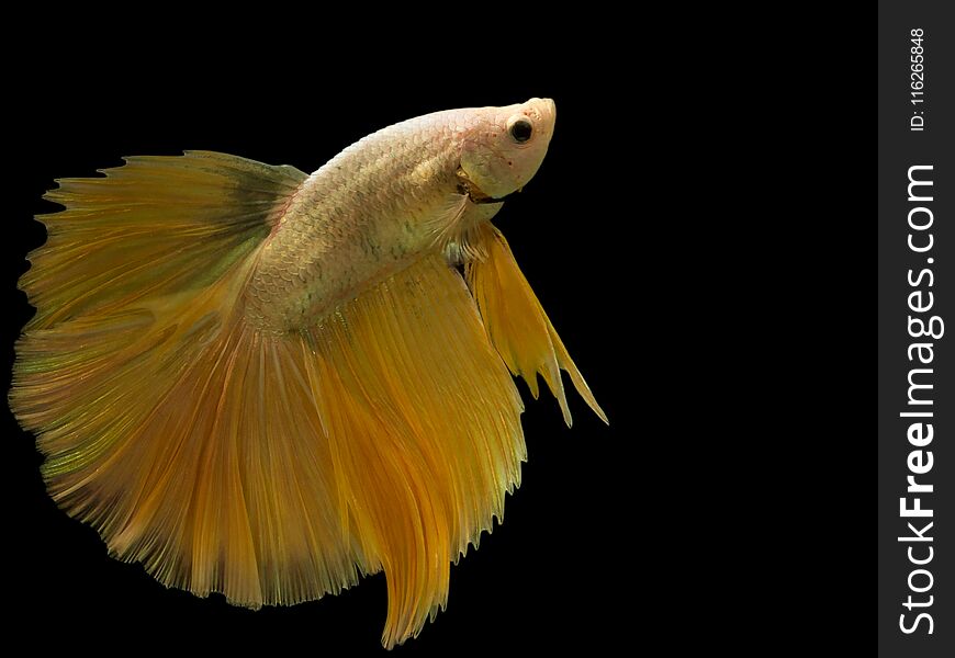 Siamese fighting fish,Half Moon long yellow tailHMPK,Betta splendens isolated on black background with clipping path.