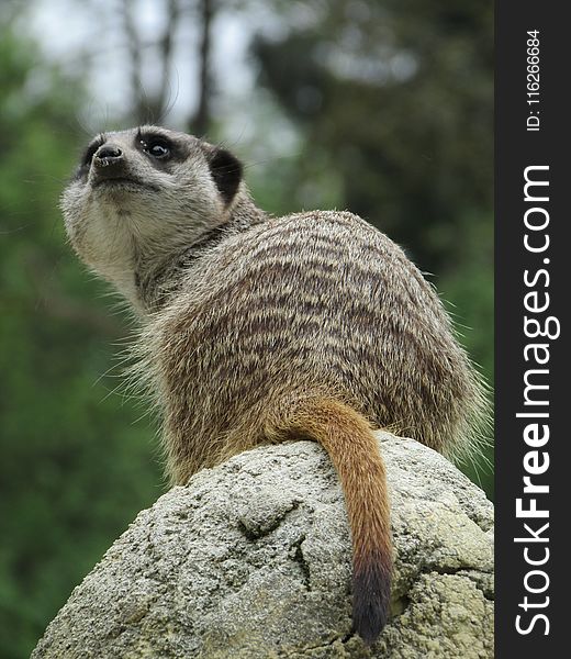 Meerkat, Mammal, Fauna, Terrestrial Animal