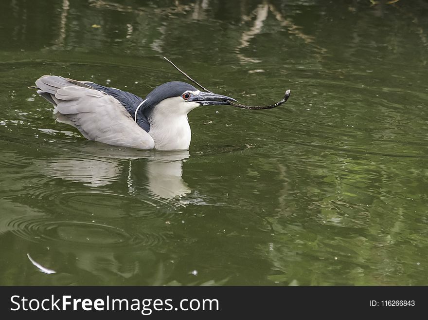 Bird, Beak, Water, Fauna