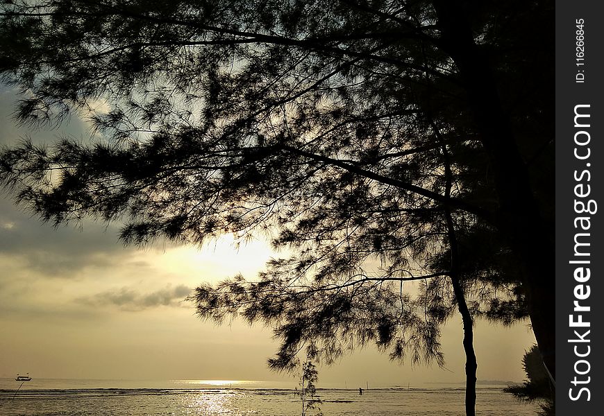 Sky, Nature, Water, Tree