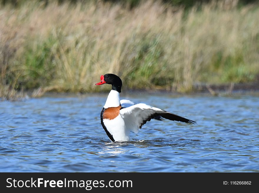 Bird, Duck, Water, Water Bird