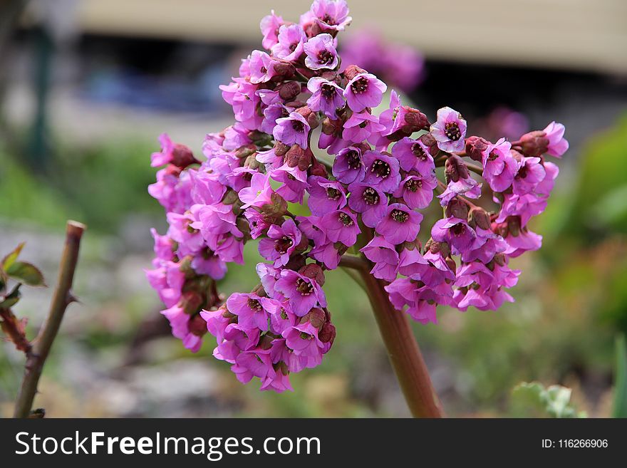 Flower, Plant, Flora, Flowering Plant