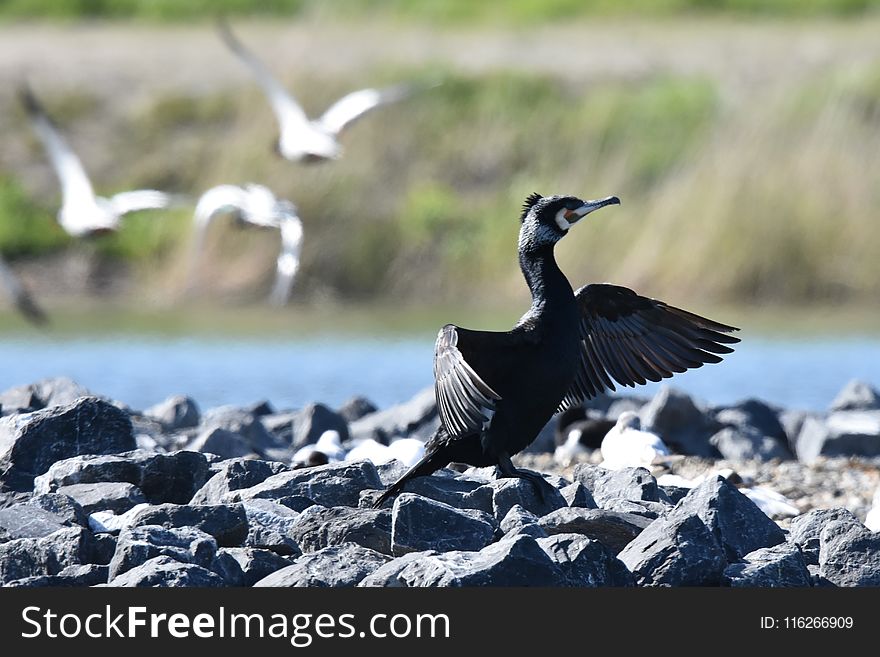 Bird, Fauna, Beak, Wildlife