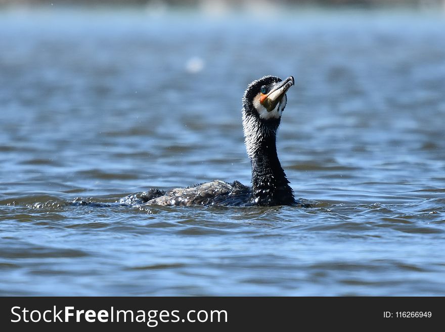 Bird, Water, Beak, Cormorant