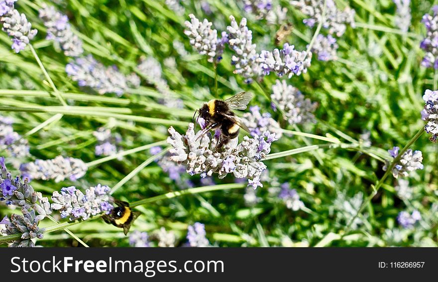 Plant, English Lavender, Bee, Lavender