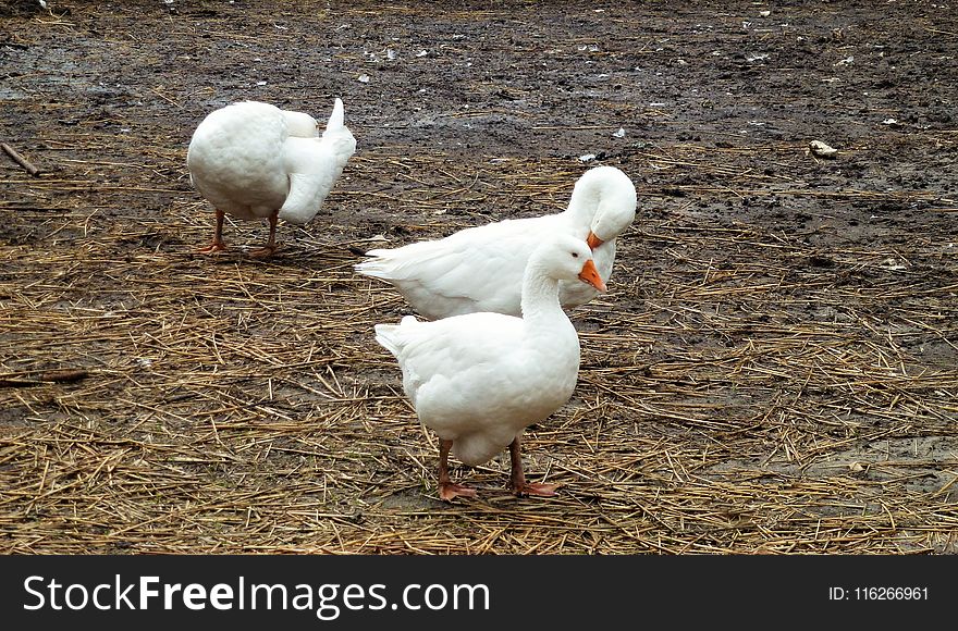 Duck, Water Bird, Ducks Geese And Swans, Bird