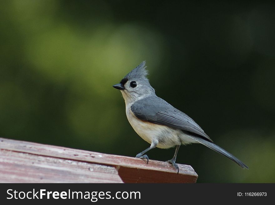 Bird, Fauna, Beak, Old World Flycatcher