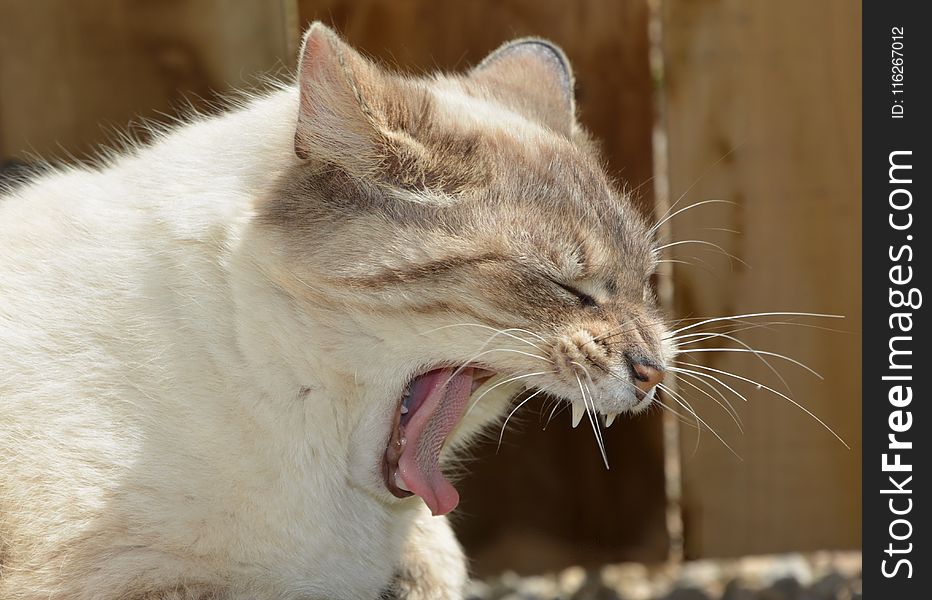 Cat, Facial Expression, Whiskers, Fauna