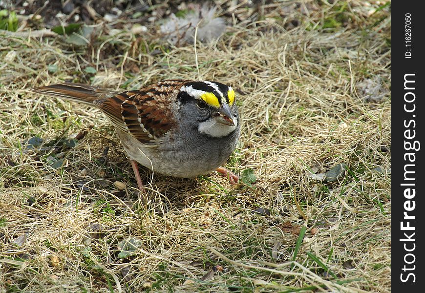 Bird, Sparrow, Fauna, Beak