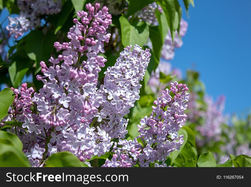 Lilac, Plant, Flower, Spring