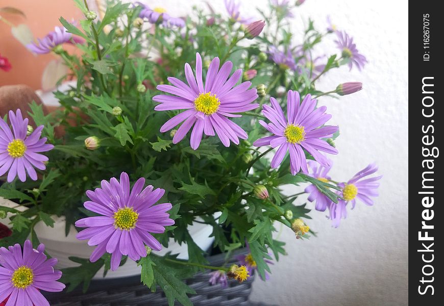Flower, Aster, Plant, Purple