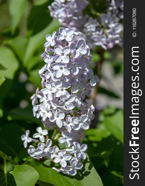 Flower, Plant, Lilac, Flowering Plant