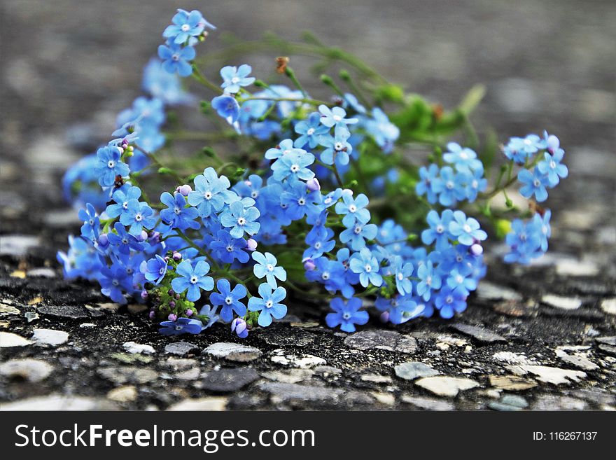 Blue, Flower, Plant, Flowering Plant