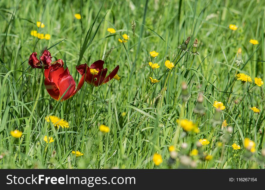 Flower, Wildflower, Meadow, Grass
