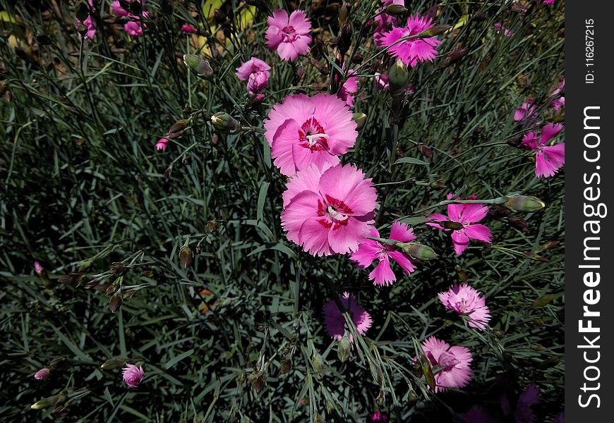 Flower, Plant, Flowering Plant, Pink