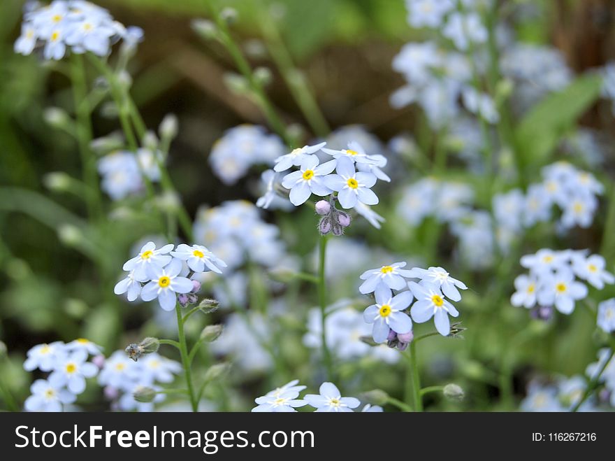 Flower, Plant, Flora, Flowering Plant