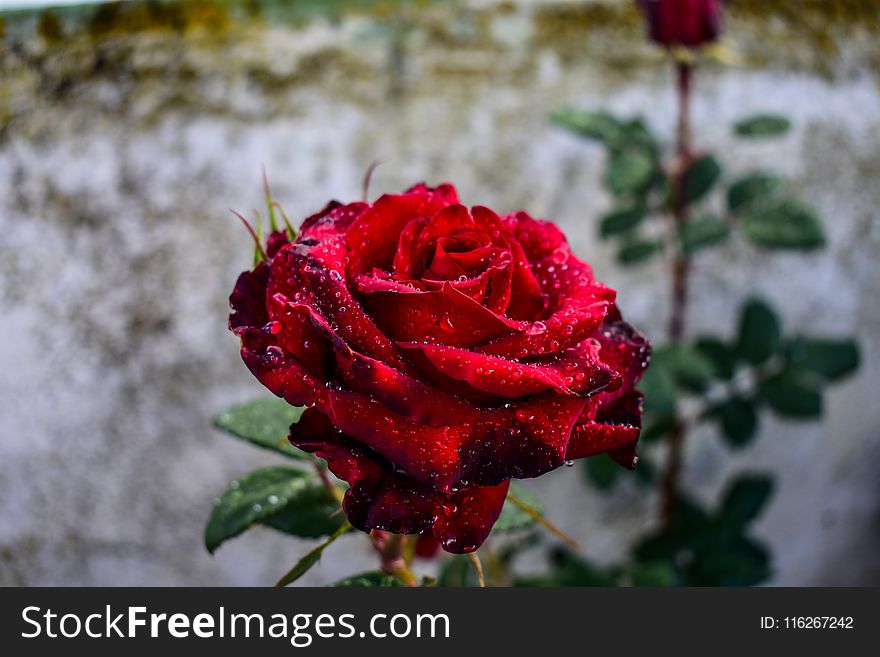 Flower, Rose, Red, Rose Family