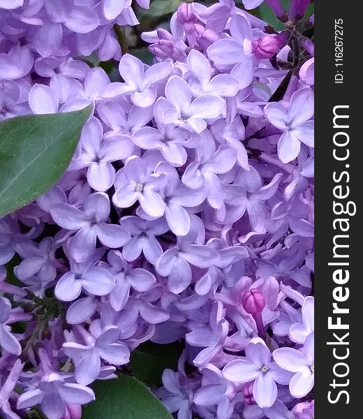 Flower, Violet, Purple, Lilac