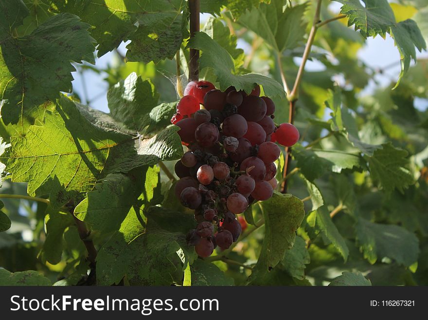 Grape, Fruit, Grapevine Family, Seedless Fruit