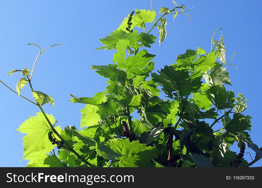 Grapevine Family, Leaf, Plant, Grape Leaves