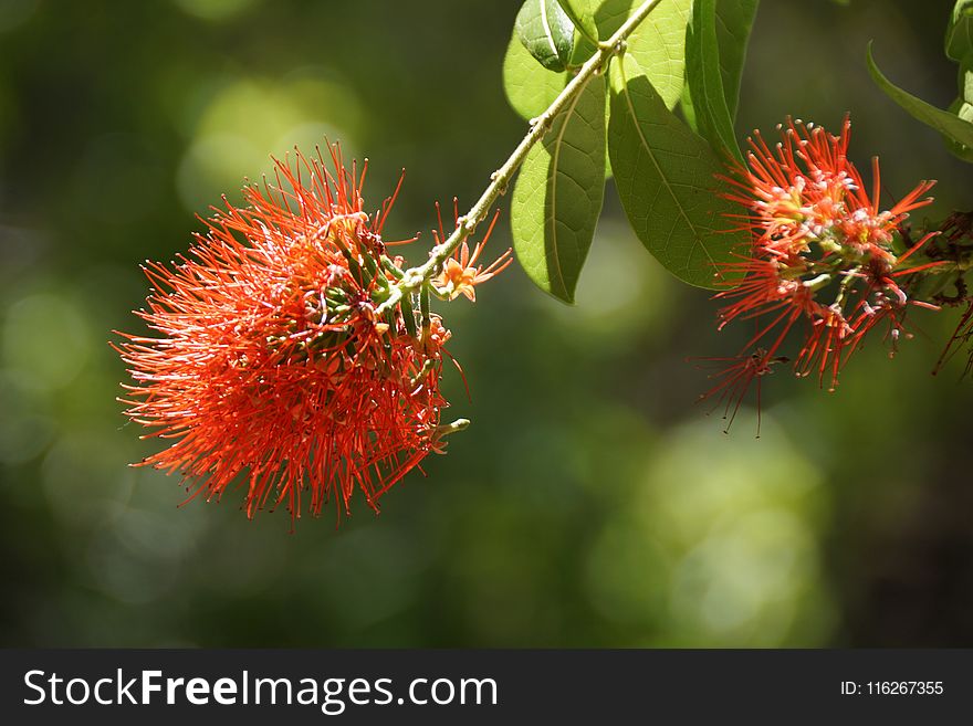 Rambutan, Flora, Vegetation, Plant