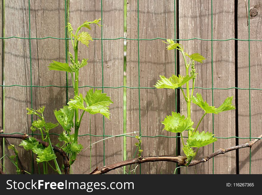 Green, Plant, Leaf, Flora