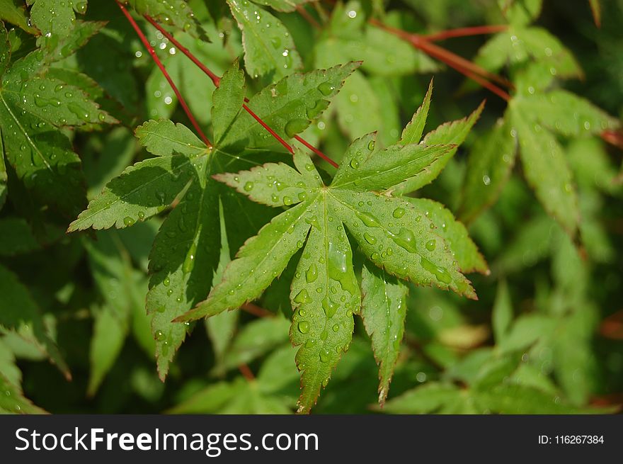 Leaf, Plant, Vegetation, Flora