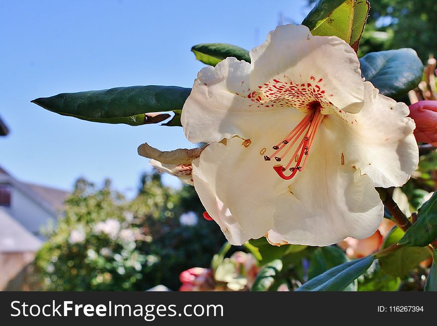 Flower, White, Plant, Flora