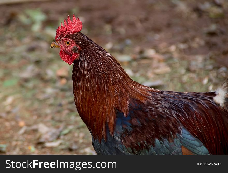 Chicken, Rooster, Beak, Galliformes