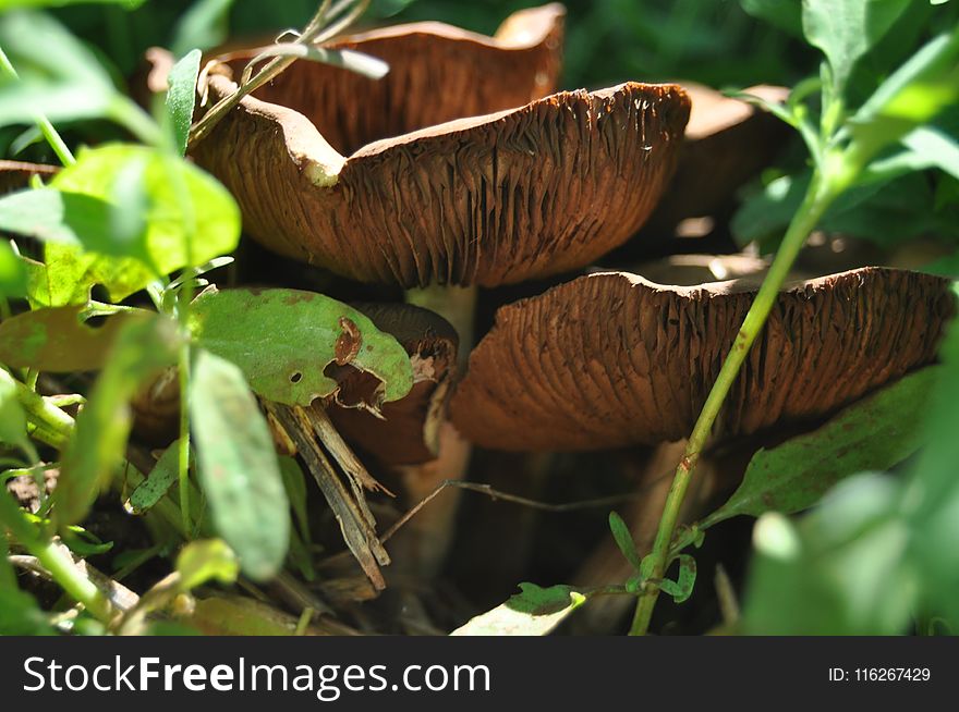 Grass, Terrestrial Animal, Plant