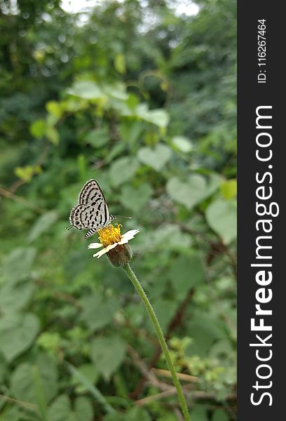 Butterfly, Moths And Butterflies, Insect, Invertebrate